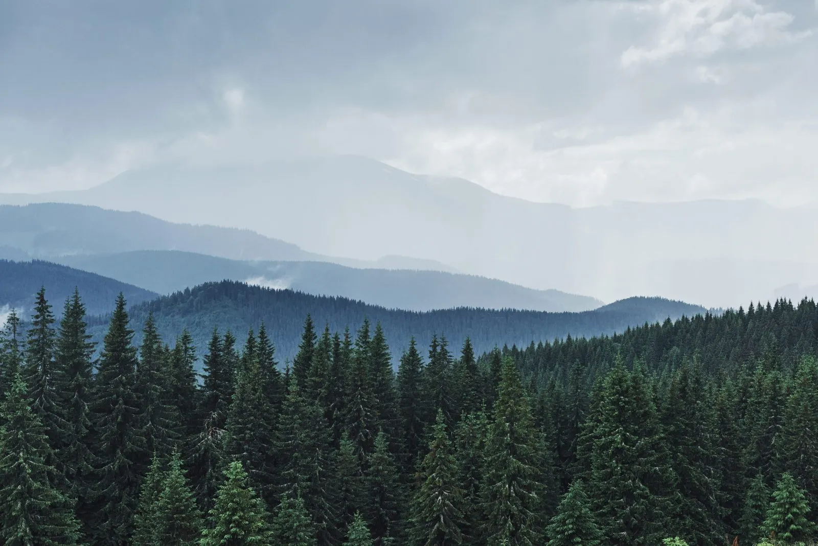 Nadelwald vor einer Bergkette im Dunst
